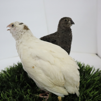 Fertile Quail Eggs – Choose Your Variety
