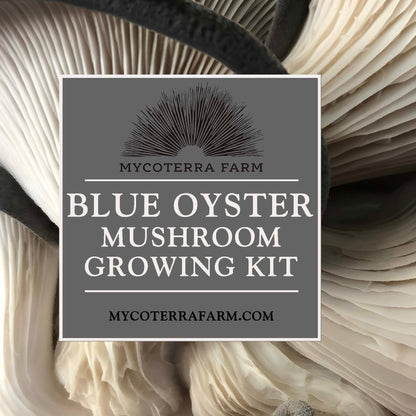 Blue Oyster Mushroom Grow Kit