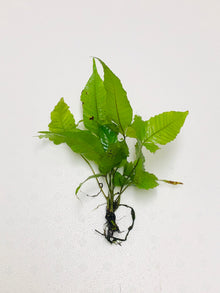 Bolbitis Heteroclita