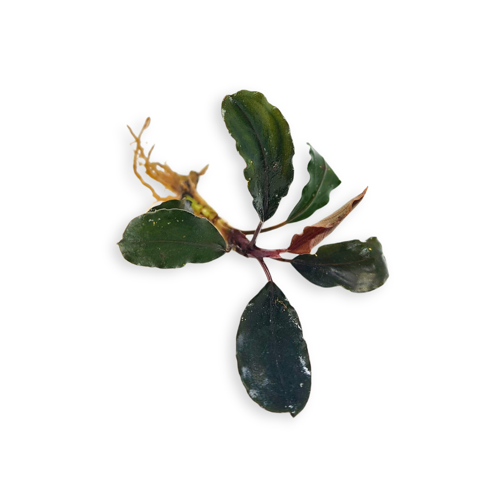 Bucephalandra Theia
