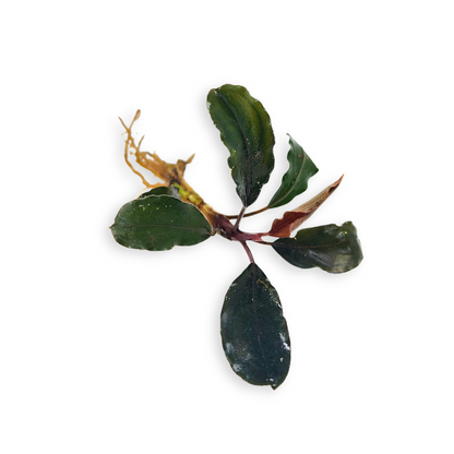 Bucephalandra Theia