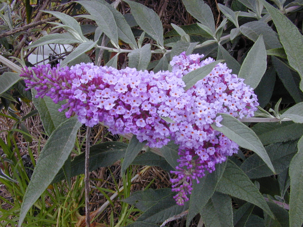 Buddleja davidii Cuttings, 7 Unrooted Stems, 6" Long, Deciduous Shrub, USDA Zones 5-9