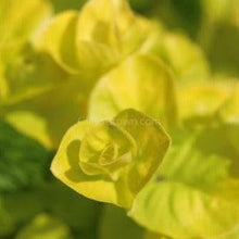 Bunch Golden lloydiella Golden Jenny