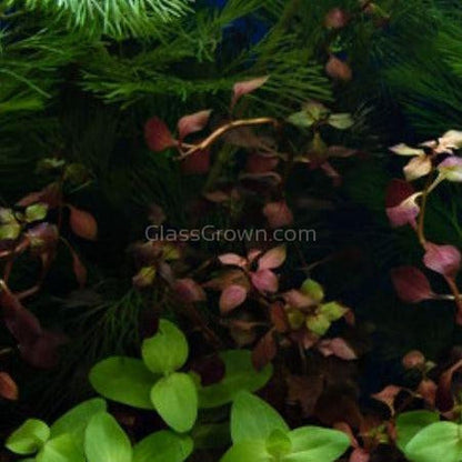 Ludwigia Natans Super Red Mini