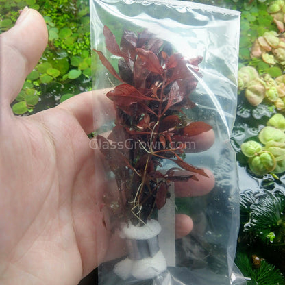 Ludwigia Natans Super Red Mini