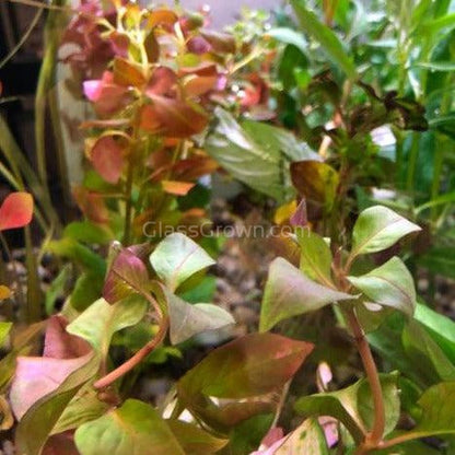 Bunch Ludwigia Repens Dark Red