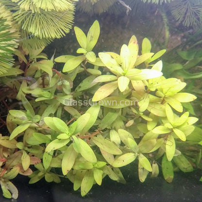 Grower's Choice High Light Plants (6 Bunches)