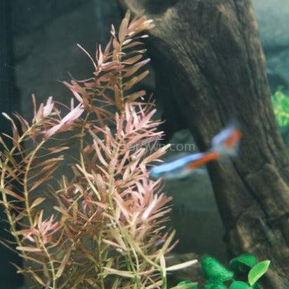 Bunch Rotala Macrandra