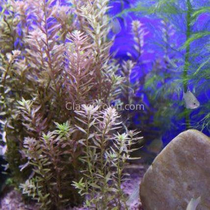 Rotala Vietam H'ra