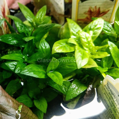 Staurogyne Repens