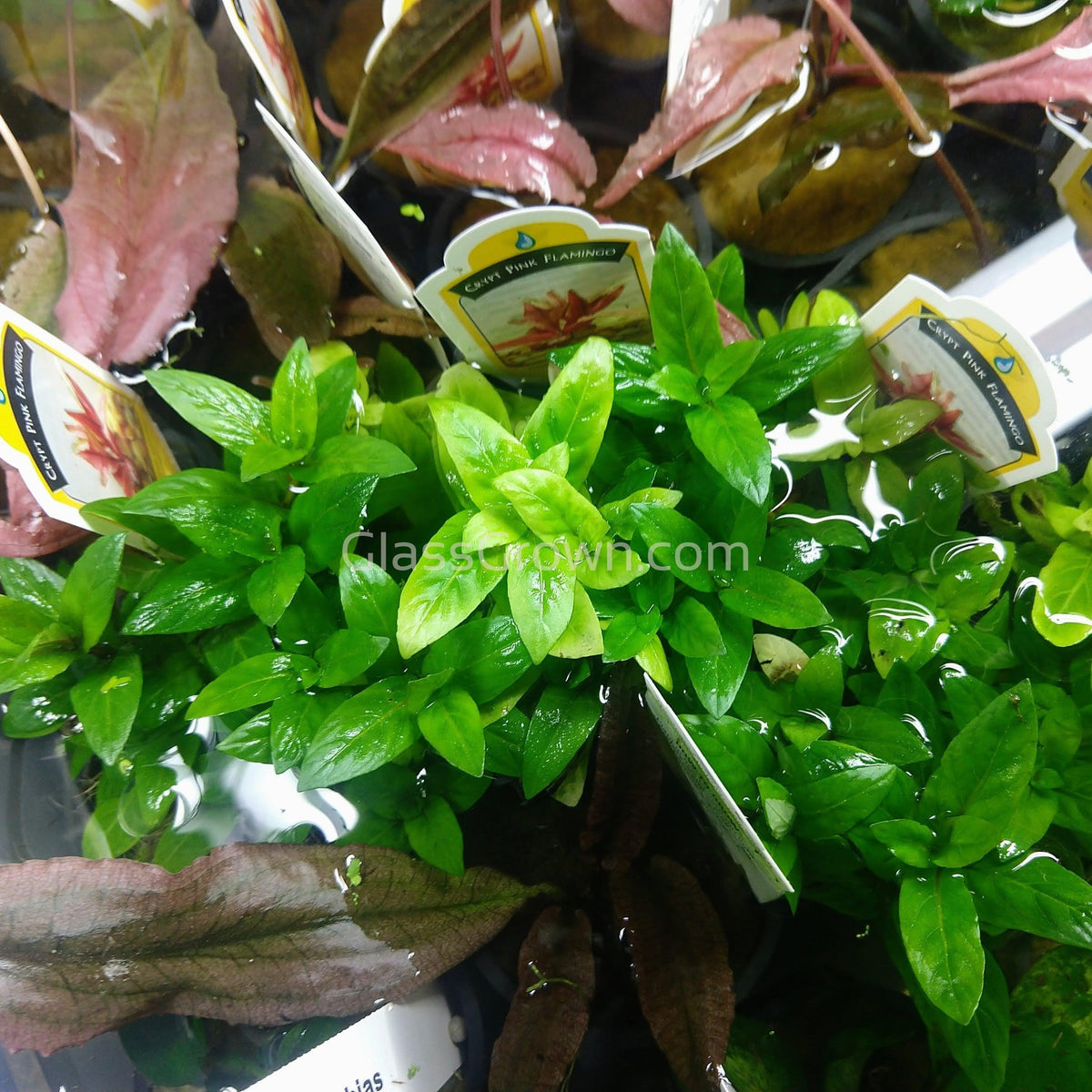 Grower's Choice High Light Plants (6 Bunches)