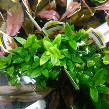 Staurogyne Repens