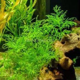 Water Wisteria (Hygrophila Difformis)