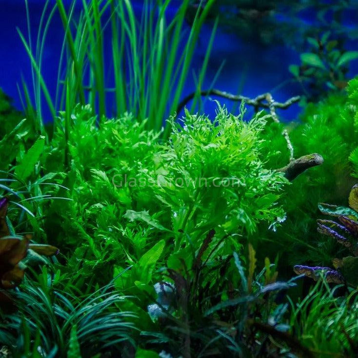 Water Wisteria (Hygrophila Difformis)
