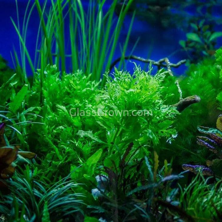 Water Wisteria (Hygrophila Difformis)