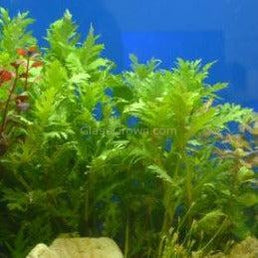 Water Wisteria (Hygrophila Difformis)
