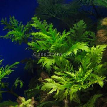 Water Wisteria (Hygrophila Difformis)