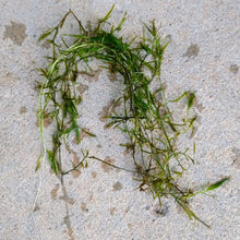 Bunch of Najas Guppy Grass