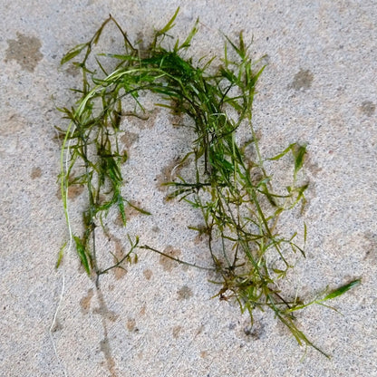 Bunch of Najas Guppy Grass