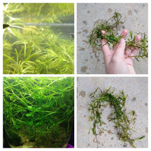 Bunch of Najas Guppy Grass
