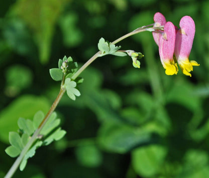 50 ROCK HARLEQUIN Pink & Yellow Corydalis Sempervirens Flower Seeds