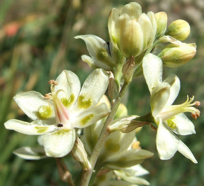 100 WHITE CAMAS Anticlea Elegans Zigadenus Camass Alkali Native Flower Seeds