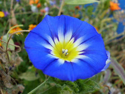 40 Dwarf BLUE FLASH MORNING GLORY Convolvulus Tricolor Violet Blue White & Yellow Flower Vine Seeds