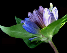 200 BOTTLE GENTIAN (Closed or Blind Gentian / Cloistered Heart) Gentiana Andrewsii Flower Seeds