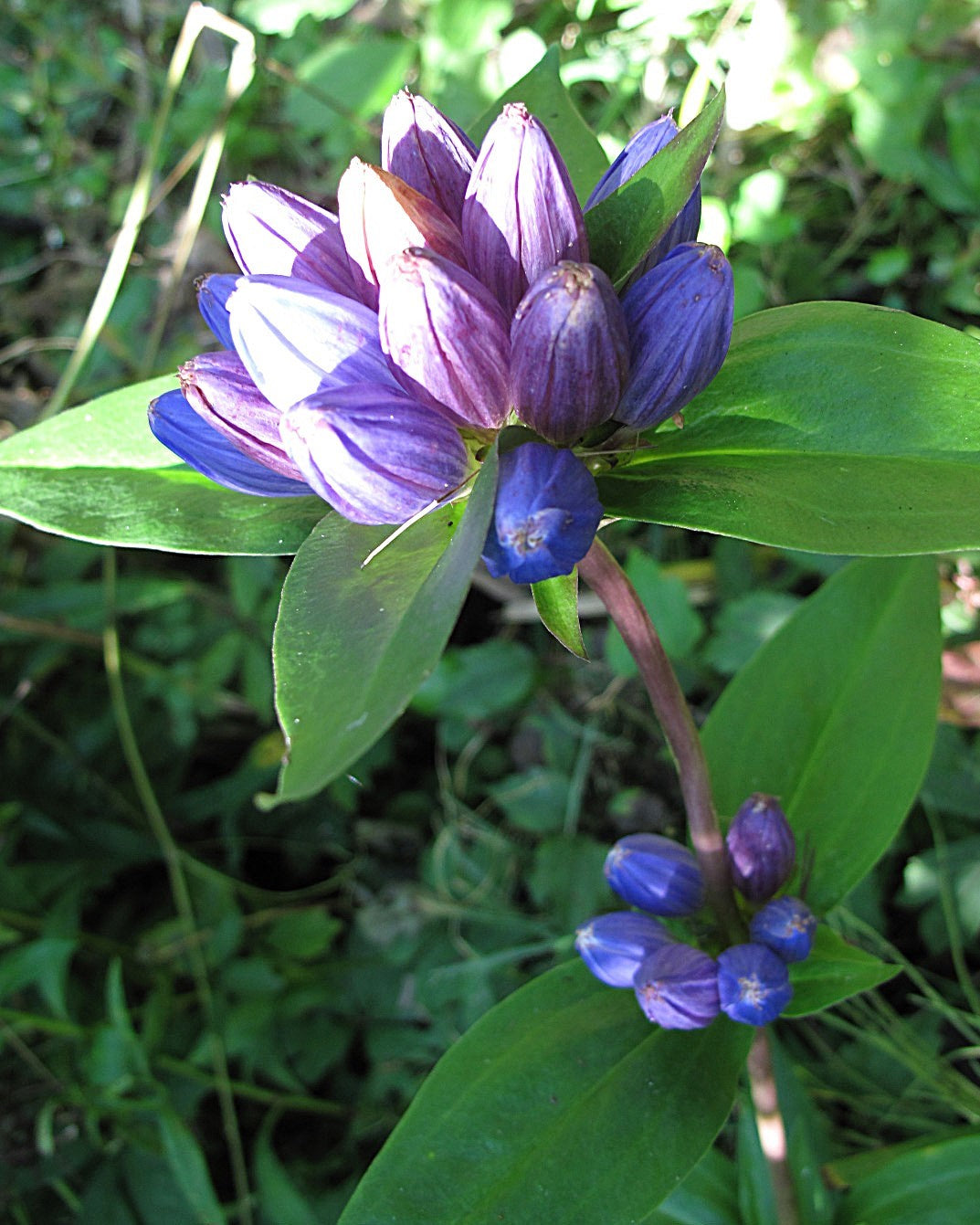 200 BOTTLE GENTIAN (Closed or Blind Gentian / Cloistered Heart) Gentiana Andrewsii Flower Seeds