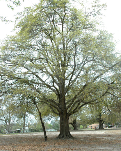5 LAUREL OAK TREE Quercus Hemisphaerica Native aka Darlington Coastal & Sand Laurel Oak Seeds