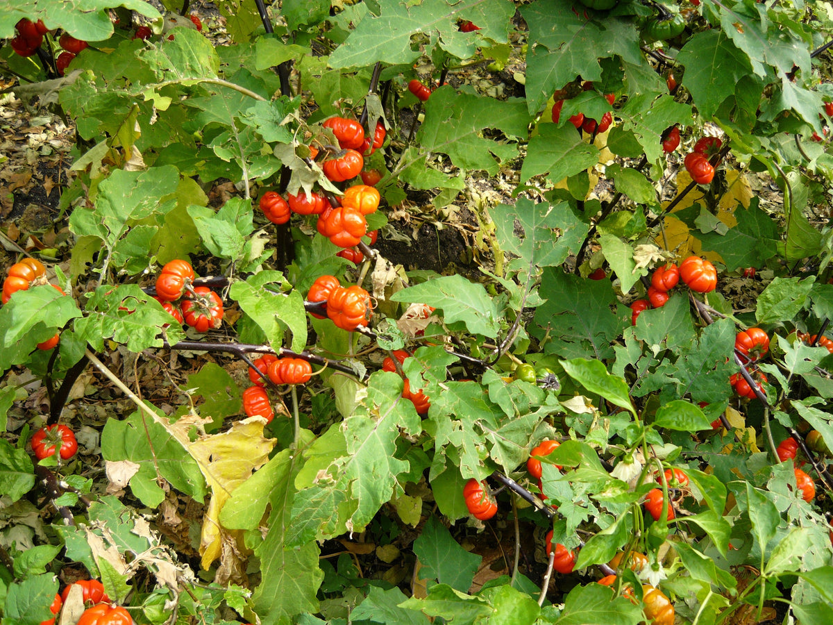 25 RUFFLED RED EGGPLANT Pumpkin On A Stick Edible & Ornamental Solanum Melongena Seeds
