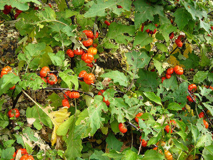 25 RUFFLED RED EGGPLANT Pumpkin On A Stick Edible & Ornamental Solanum Melongena Seeds