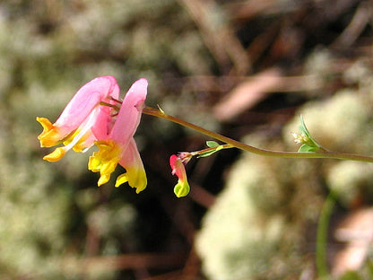 50 ROCK HARLEQUIN Pink & Yellow Corydalis Sempervirens Flower Seeds