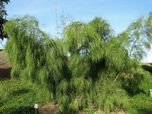 10 MEXICAN WEEPING BAMBOO Otatea Acuminata Rare Seeds