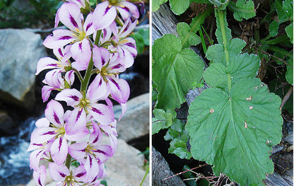 100 BRIDAL WREATH White & Pink Francoa Appendiculata Flower Seeds for Part Shade