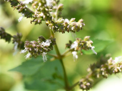 10 Java INDIAN PATCHOULI Pogostemon Heyneanus Herb Shrub Flower Fragrant Patchouly Seeds