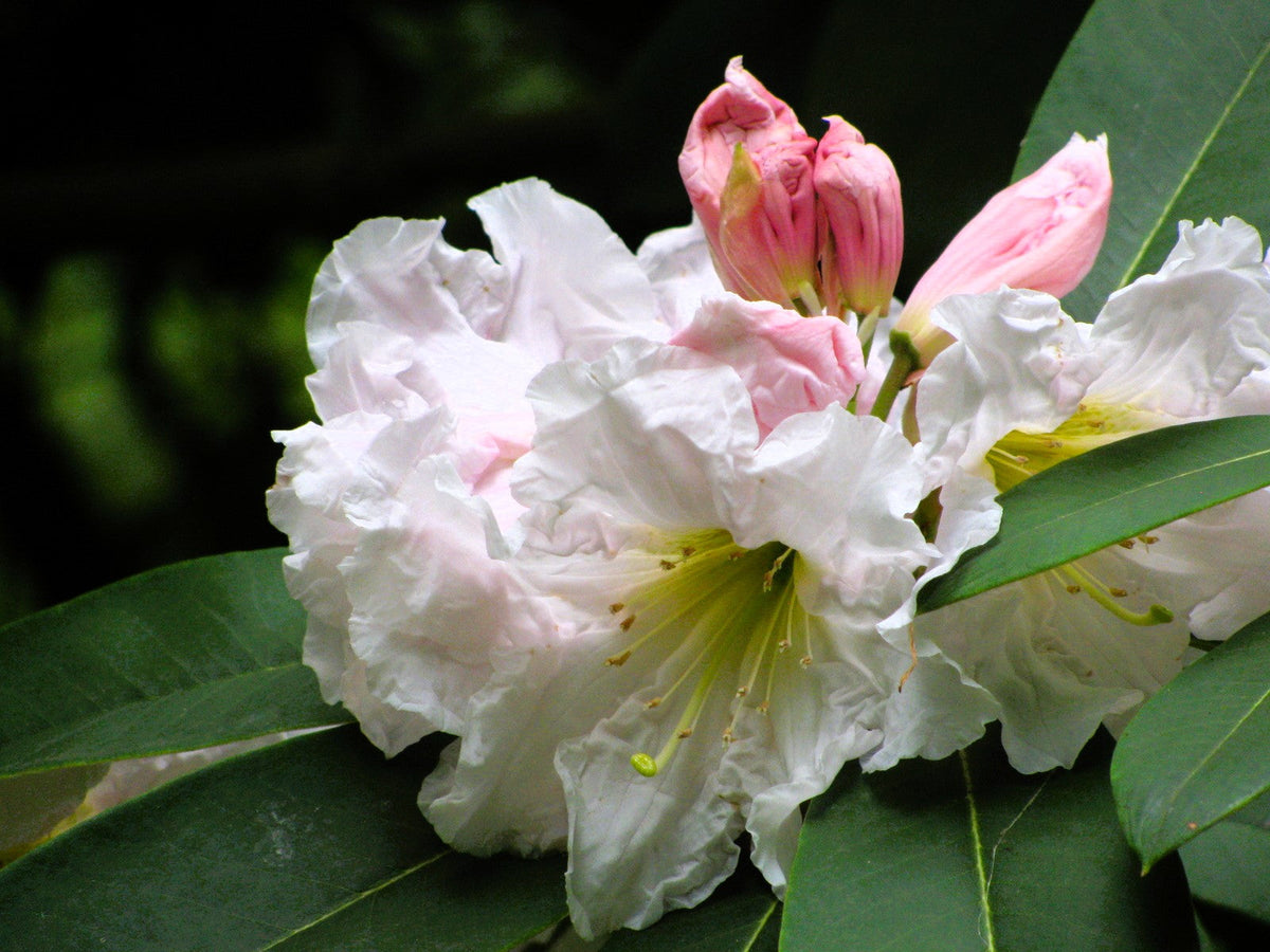 50 FORTUNE RHODODENDRON Fortunei Shrub Rose Pink Mauve White Flower Seeds