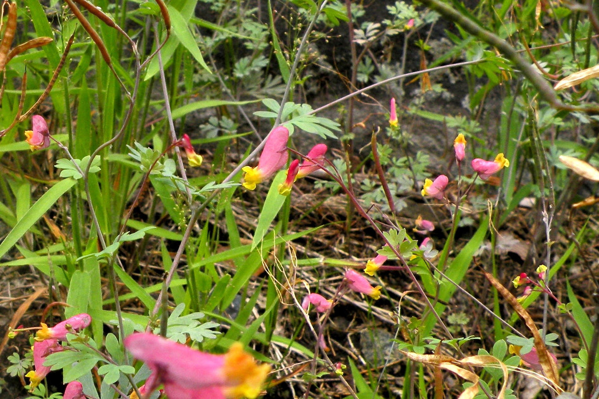 50 ROCK HARLEQUIN Pink & Yellow Corydalis Sempervirens Flower Seeds