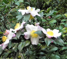 1 Lb Bulk TEA PLANT Black & Green Drinking Tea Camellia Sinensis Tree Shrub Herb Flower - Approx 385 Seeds