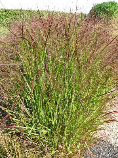 1000 SWITCHGRASS Tall Panic Switch Grass Panicum Virgatum Red Flower Seeds