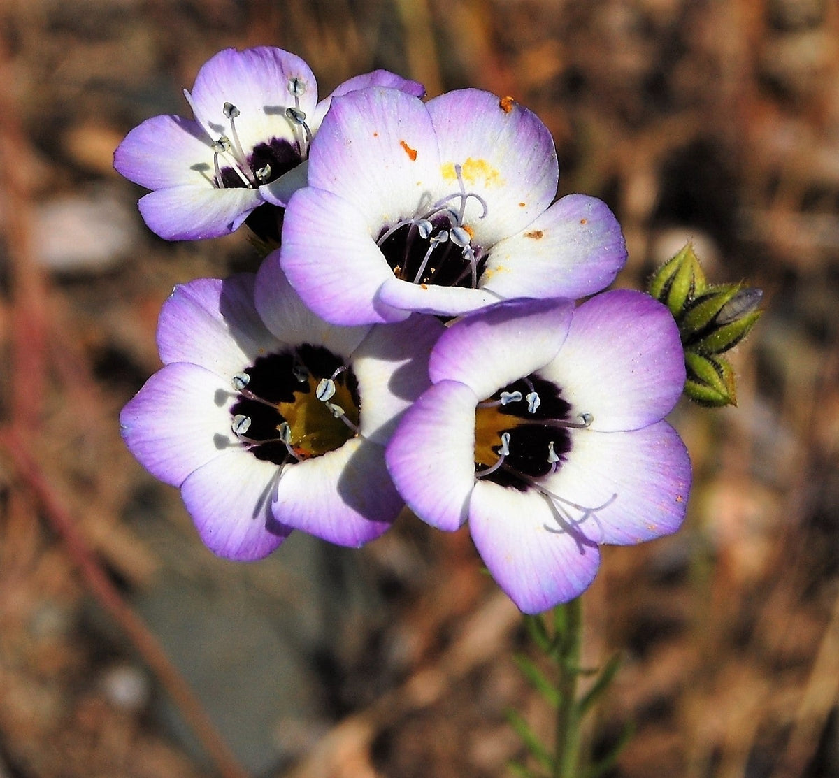 1000 BIRDS EYES Gilia Tricolor Lavender White Native Fragrant Hummingbird Flower Seeds