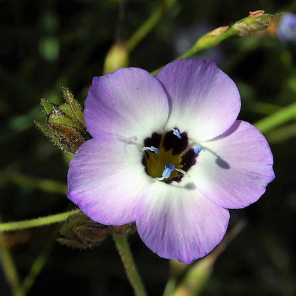 1000 BIRDS EYES Gilia Tricolor Lavender White Native Fragrant Hummingbird Flower Seeds