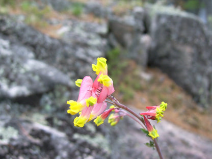 50 ROCK HARLEQUIN Pink & Yellow Corydalis Sempervirens Flower Seeds