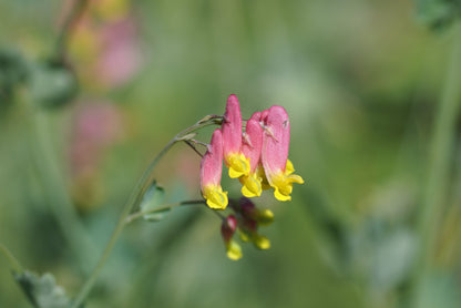 50 ROCK HARLEQUIN Pink & Yellow Corydalis Sempervirens Flower Seeds