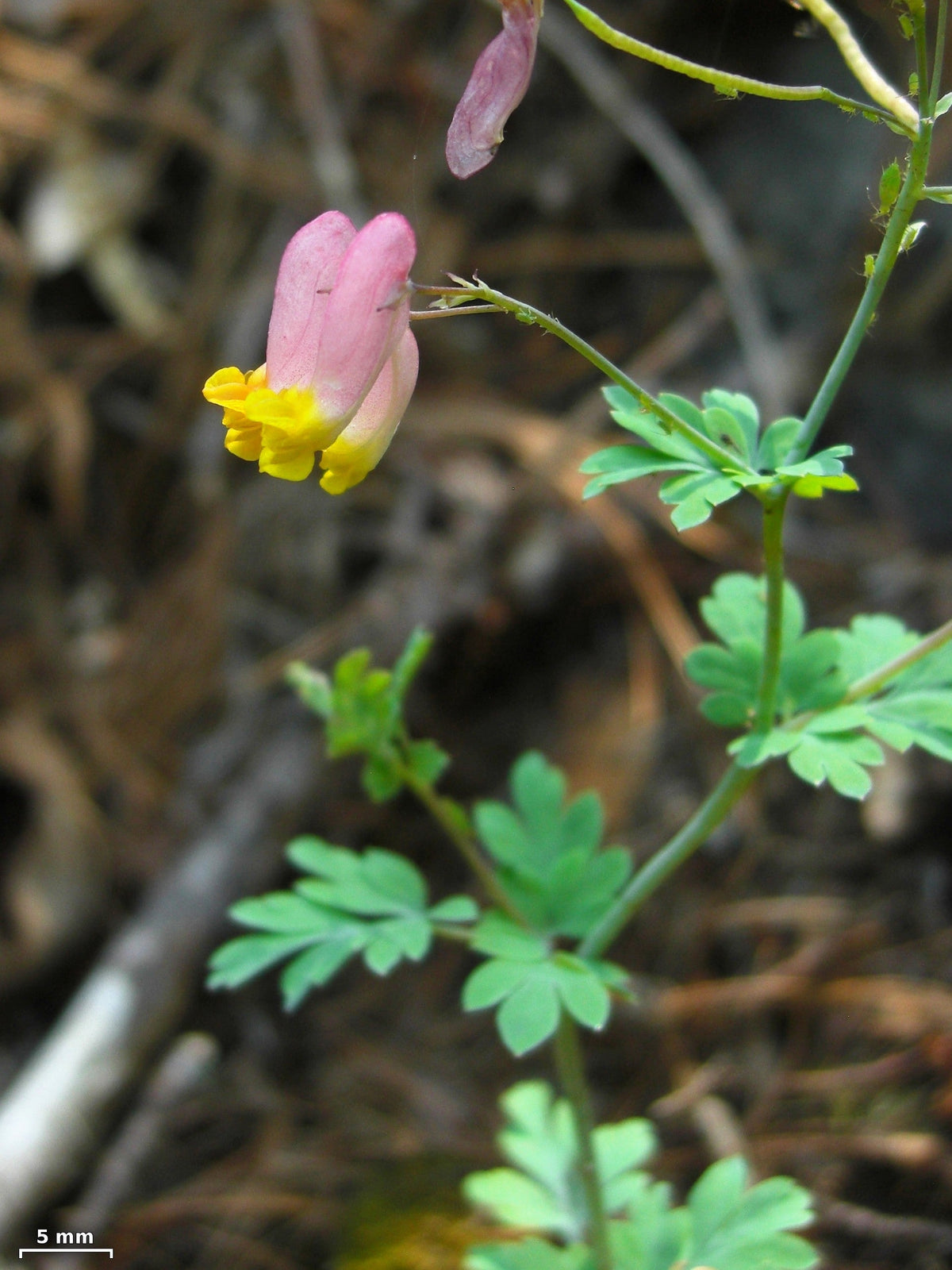 50 ROCK HARLEQUIN Pink & Yellow Corydalis Sempervirens Flower Seeds