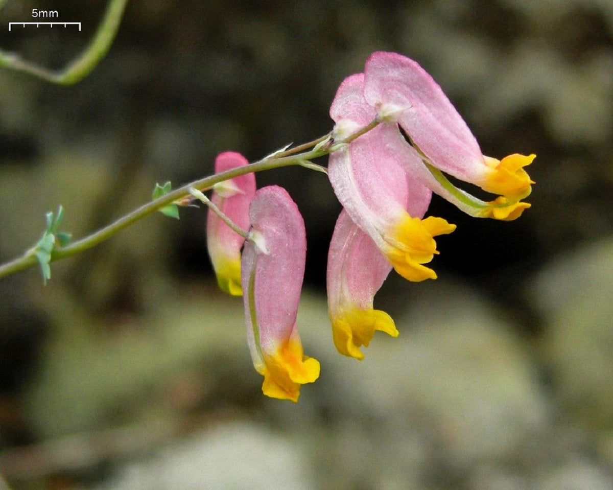 50 ROCK HARLEQUIN Pink & Yellow Corydalis Sempervirens Flower Seeds