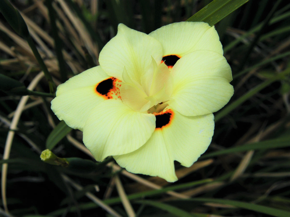 20 YELLOW AFRICAN IRIS Fortnight Lily Dietes Bicolor Butterfly Flag Spanish Peacock Iris Flower Seeds