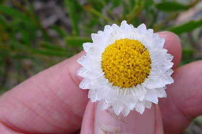 250 WHITE WINGED EVERLASTING Ammobium Alatum Flower Seeds