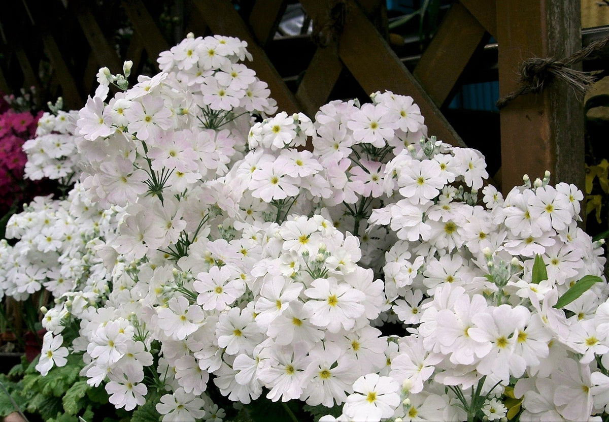 100 Mixed Colors FAIRY PRIMROSE Primula Malacoides Red Pink Purple White Baby Primrose Shade Houseplant Flower Seeds