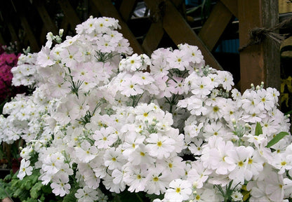 100 Mixed Colors FAIRY PRIMROSE Primula Malacoides Red Pink Purple White Baby Primrose Shade Houseplant Flower Seeds
